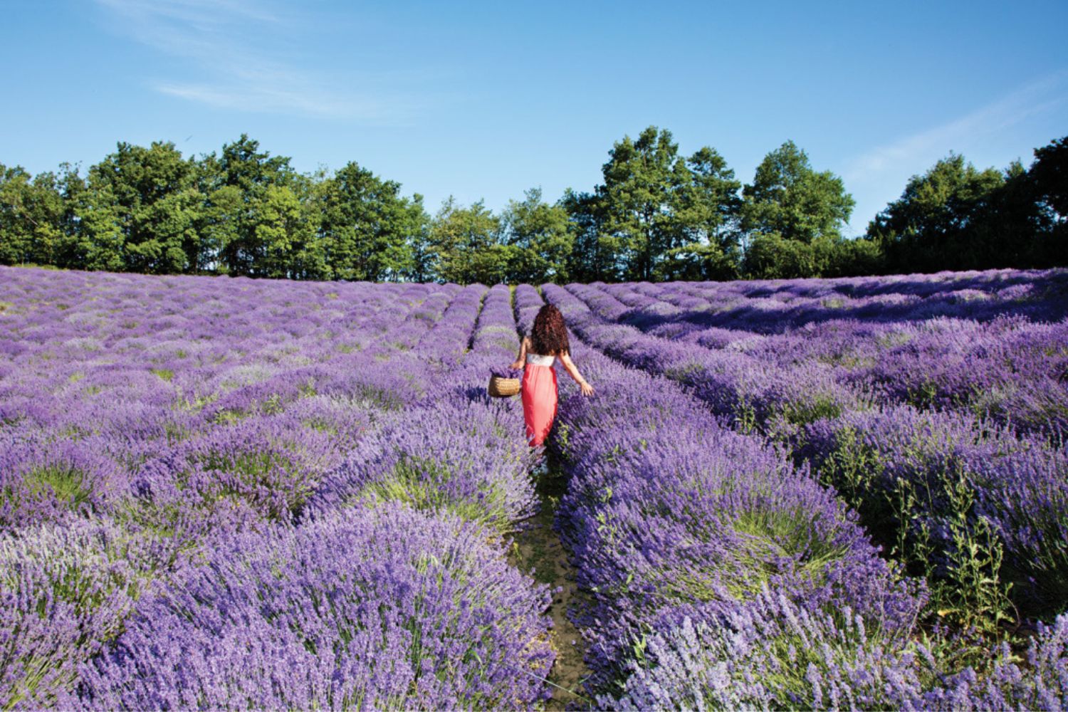 Speciale lavanda in Toscana - Laqua Vineyard