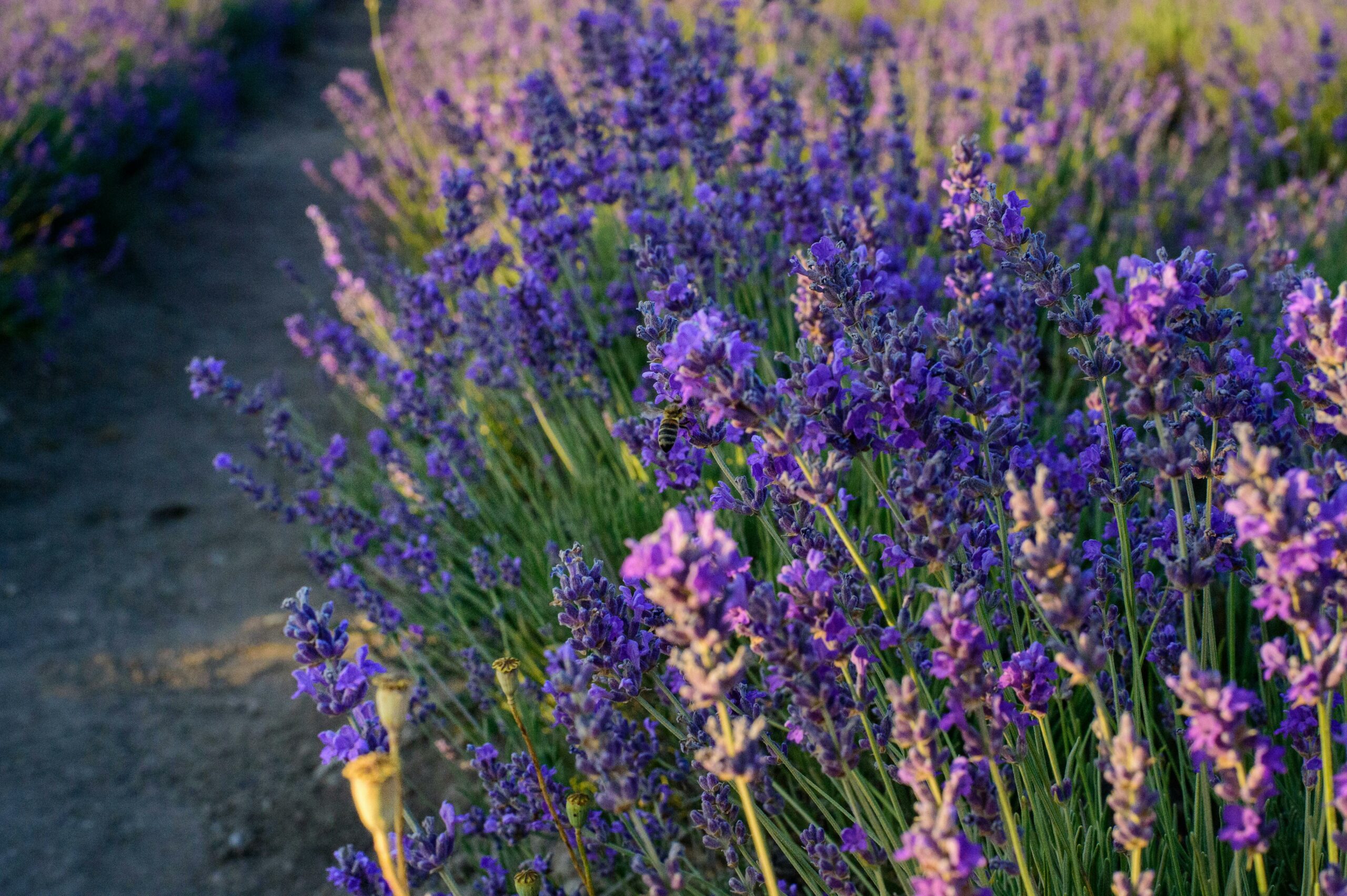 lavanda in toscana